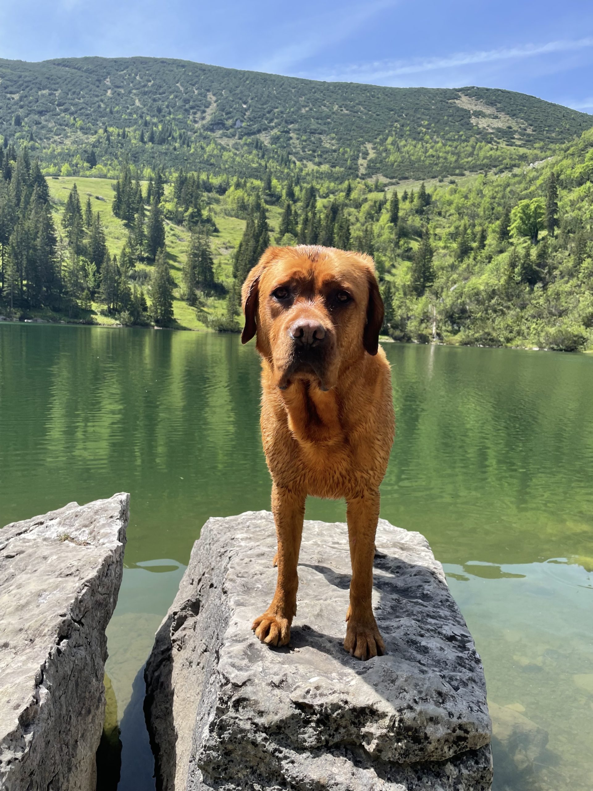 Intensivwoche Urlaub mit Hund Hundeschule Schliersee