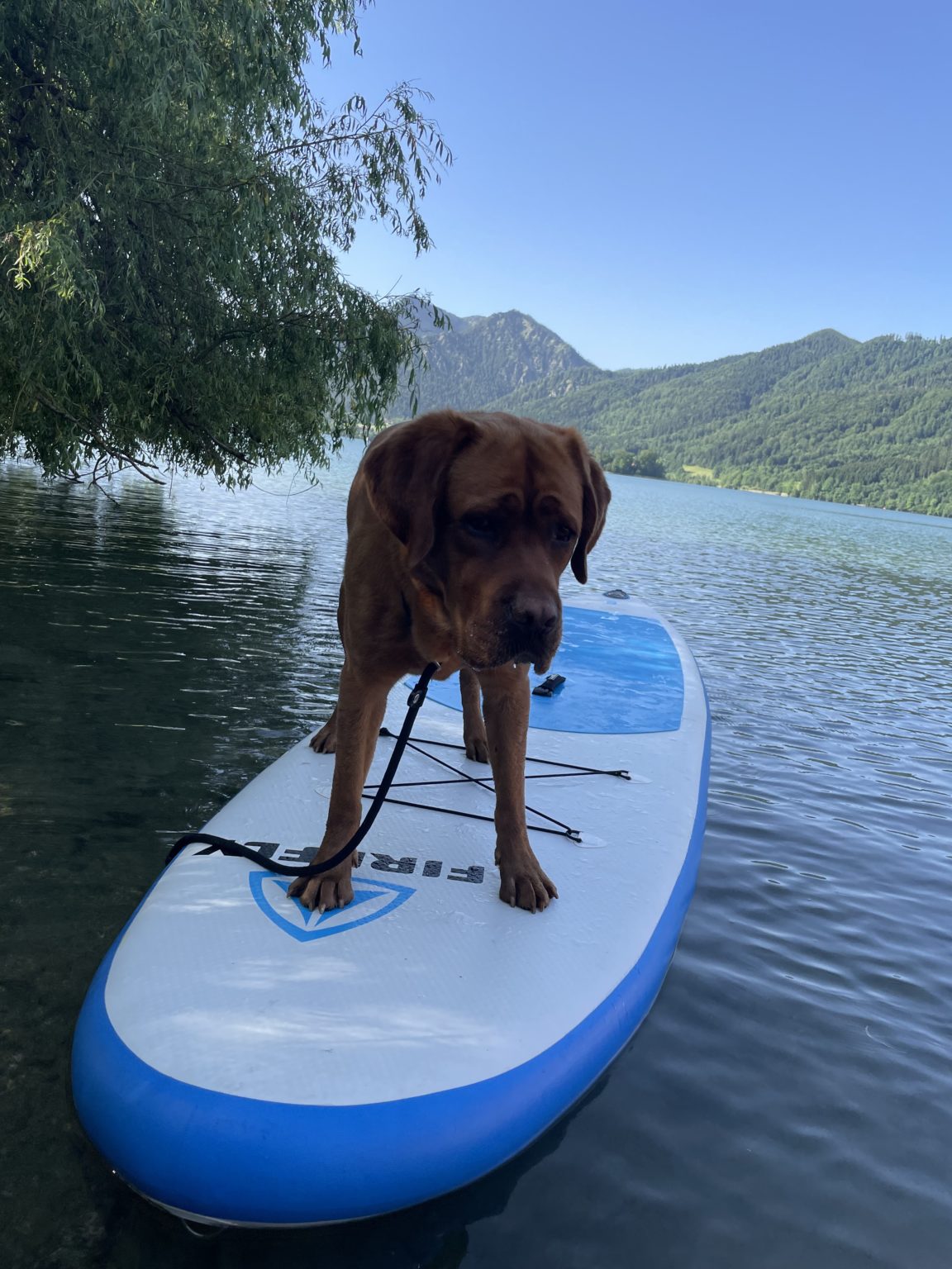 Intensivwoche Urlaub mit Hund Hundeschule Schliersee